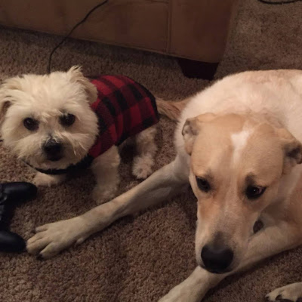 Meet your Posher, Anno